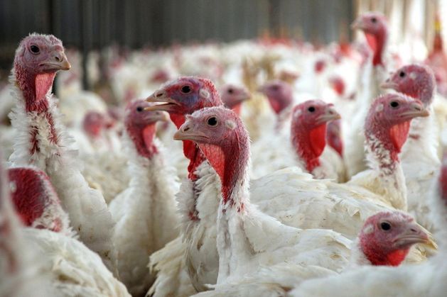 IFA calls for isolation of poultry stocks to curb spread of bird flu as cull of Carlow turkey flock begins