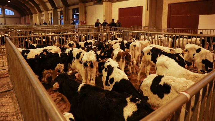 Galicia planea permitir a partir del día 30 el mercado de ganado bovino dentro de la comunidad