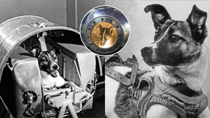 'Animal Sacrificed In Space!' Tragic Tale Of Russian Dog Laika Who Was Sent To Space 68 Years Ago But Never Returned