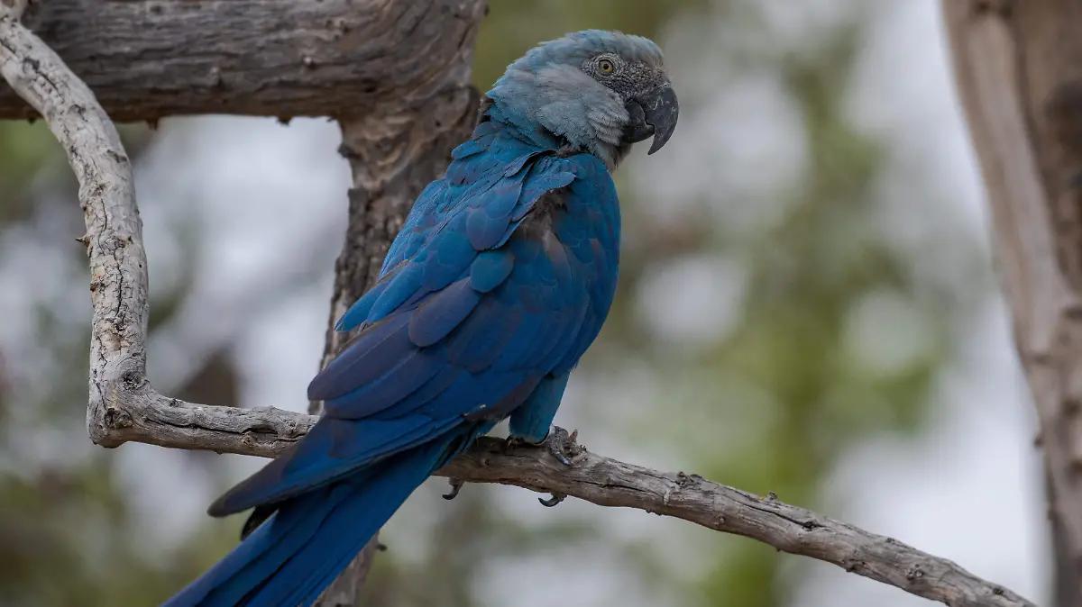 Un virus letal podría extinguir al guacamayo azul de la película Rio