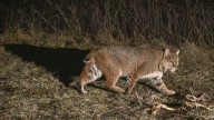 Indiana bobcats, once listed as endangered, can now be trapped