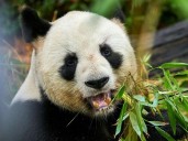 China promises 'new giant pandas' for France as pair flies home