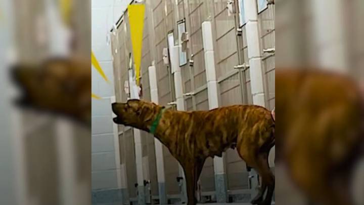 Desperate Pittie In North Carolina Shelter Pulled From Euthanasia List In Last