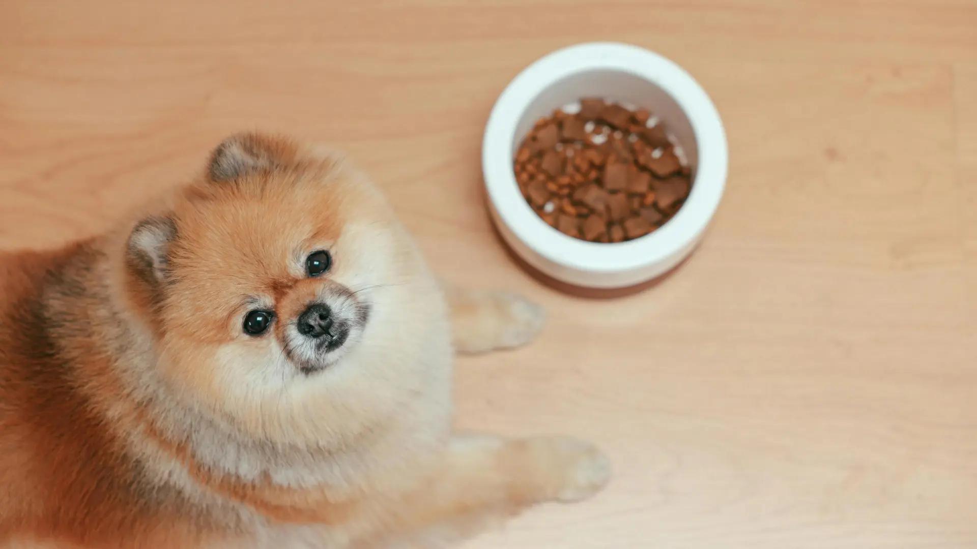 Por qué dejar la comida siempre disponible a tu perro puede afectar su salud y conducta