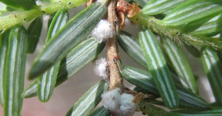 Hamilton a ‘regulated area’ for invasive hemlock