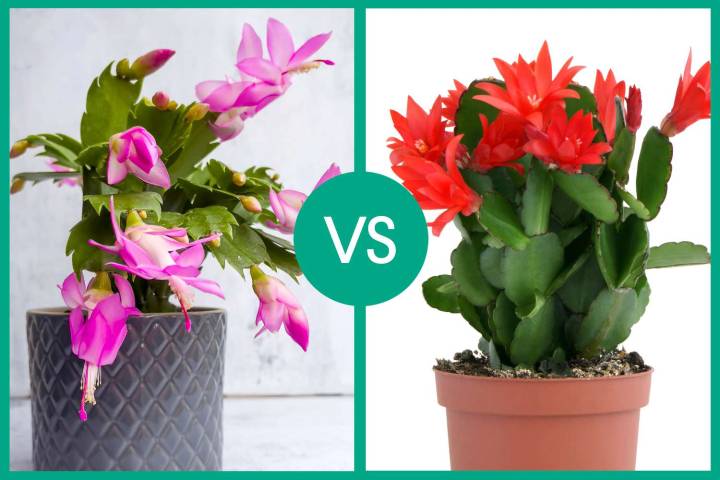 How to Tell a Thanksgiving Cactus From a Christmas Cactus