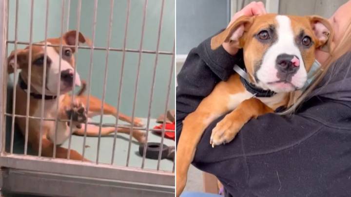 New York Dog Figures Out How To Make Every Visitor Pause At Her Kennel Door