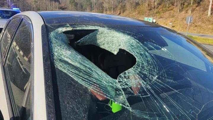 Eagle drops cat through windshield of car driving on North Carolina highway, driver says
