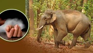 Another Man Killed in Elephant Attack In Sambalpur’s Jujumura Block