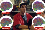 Study reveals the shocking truth of when adolescence ends in the brain