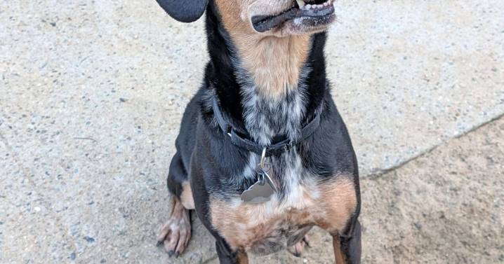 Friends of Falmouth Dogs - November 28, 2025