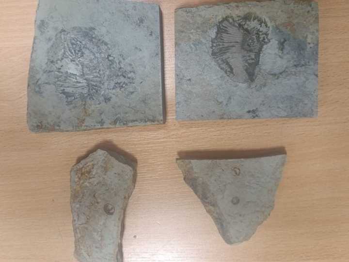 Revisaron su auto y hallaron una intrigante colección de fósiles de más de 500 millones de años: "Dijo que eran regalos para sus amigos"