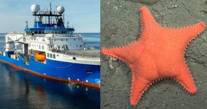 El Conicet investigará zonas nunca vistas del Mar Argentino: cómo y cuando seguir el streaming