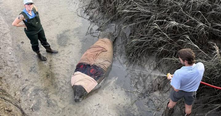 Golfers discover stranded manatee on Bluffton, SC course