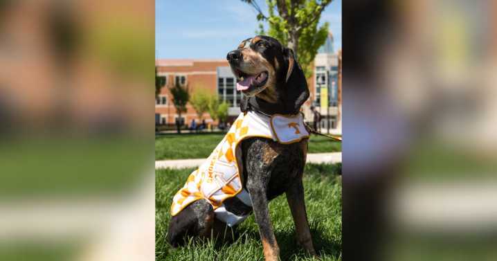 University of Tennessee mascot Smokey X diagnosed with cancer