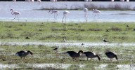 Doñana vive una explosión de aves acuáticas aunque su estado sigue "crítico"