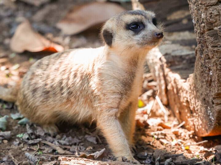 Nashville Zoo Welcomes New Meerkat