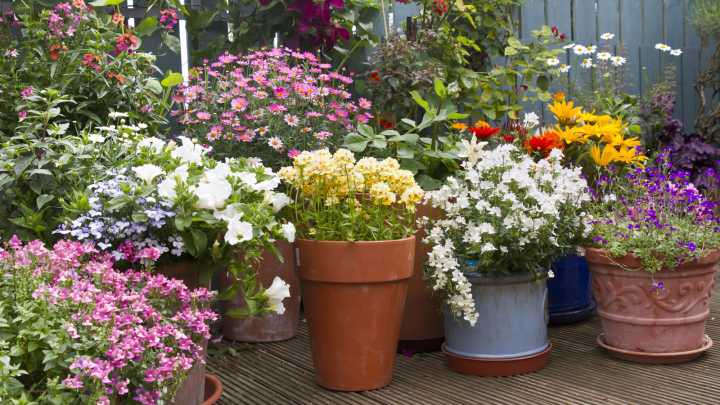 13 Common Mistakes To Avoid When Buying Potted Plants For Your Garden
