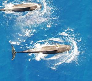 Study finds whales can eat more than 200 squid a day