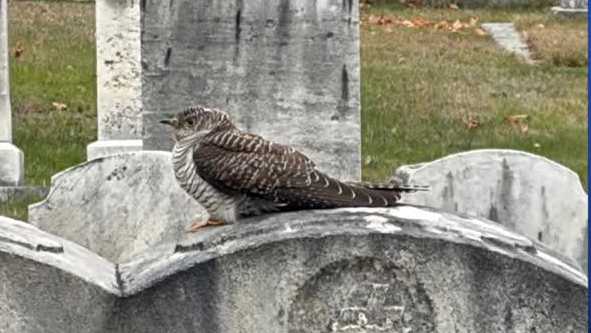 Rare bird spotted in New Hampshire