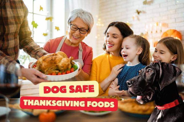 These 7 Thanksgiving Foods Are Actually Safe to Feed Your Dog
