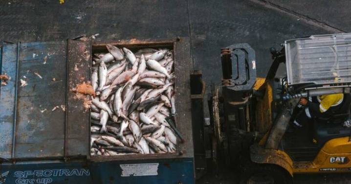 'Delayed decisions' during mass salmon farm deaths