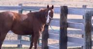 Veterinarian offers guidance to horse owners amid EHV