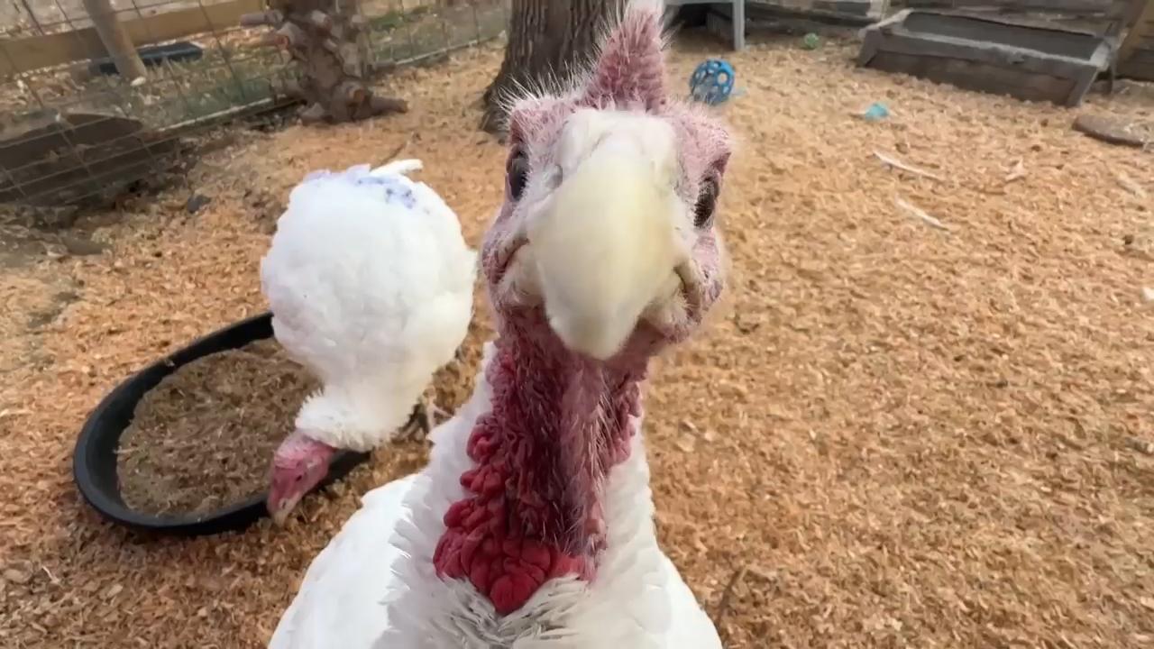 Sanctuaries promote adopt-a-turkey programs during Thanksgiving