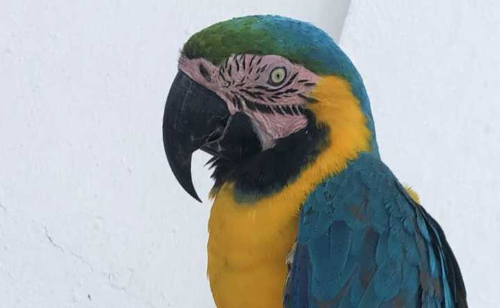 Impronta: un ave sola e incapaz de volar