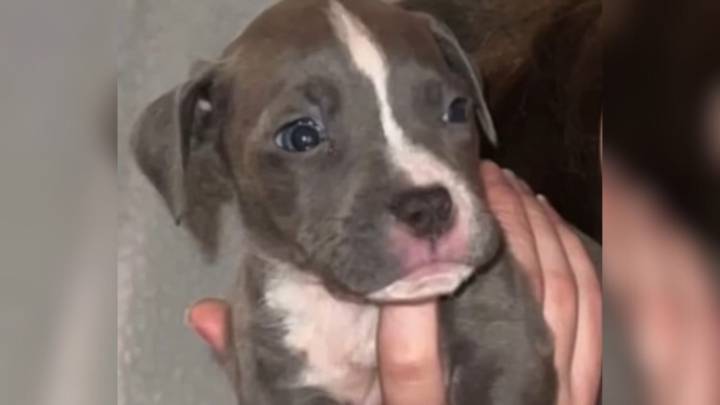 Rescue Pup In Minnesota Refuses To Leave Her Mom's Side After Being Saved From Abandoned House