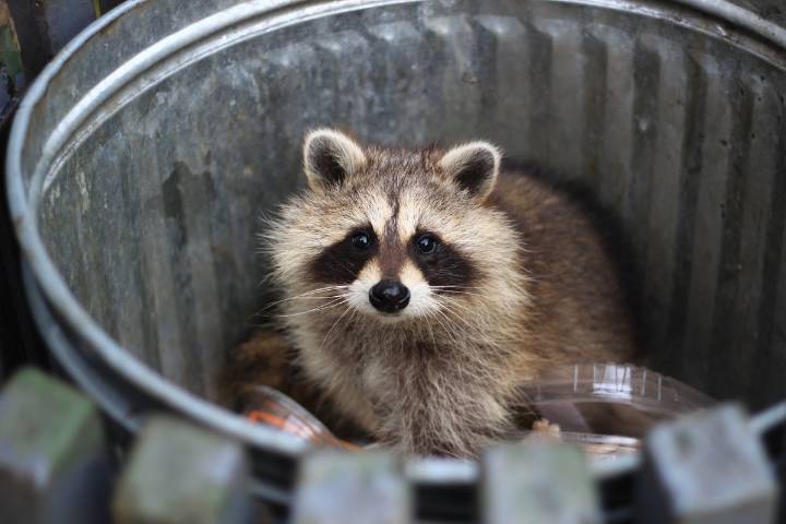 Raccoons Are Showing Early Signs of Domestication