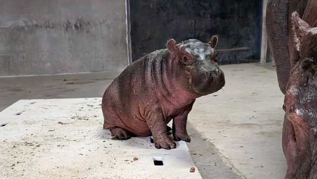 BioPark hippo baby's name to be chosen by voters