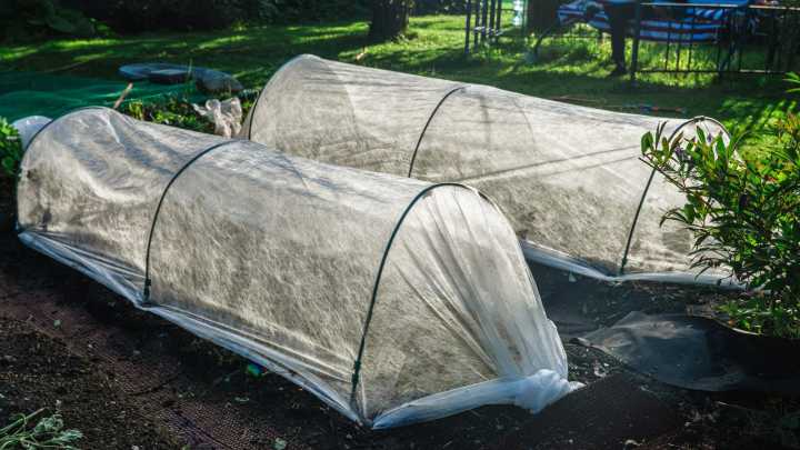 10 Veggies You Can Easily Propagate From Cuttings In The Winter