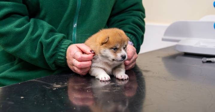 Five stray puppies rescued in Cambridgeshire