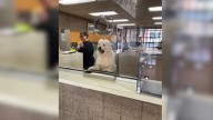 Wisconsin Pup Surprises Police By Taking On An Unexpected Role At The Station