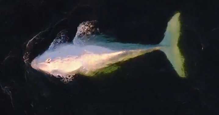 Siale: Albino whale on Australia's east coast sparks concern over thin appearance