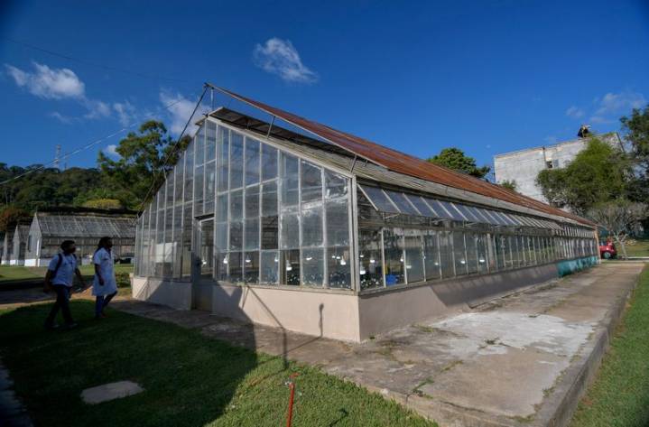 Brazil’s agricultural research agency gets cannabis research greenlight