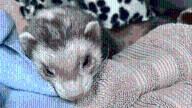 Washington ferret saved after eating 'whopping dose of cannabis'