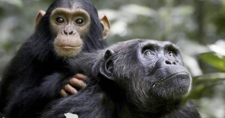Scientists say chimps kill their neighbors to boost breeding success