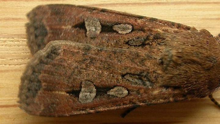 Las polillas que se orientan gracias a las estrellas para viajar