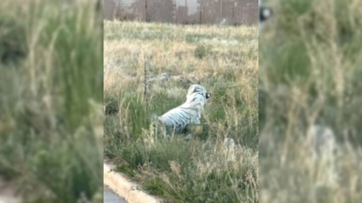 Rescue Team Confronts Mystery On Colorado Roadside And Learns The Truth Is Stranger Than Fiction