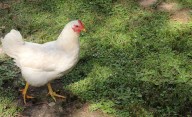 Entre Ríos: discusión por el robo de una gallina terminó con dos mujeres apuñaladas