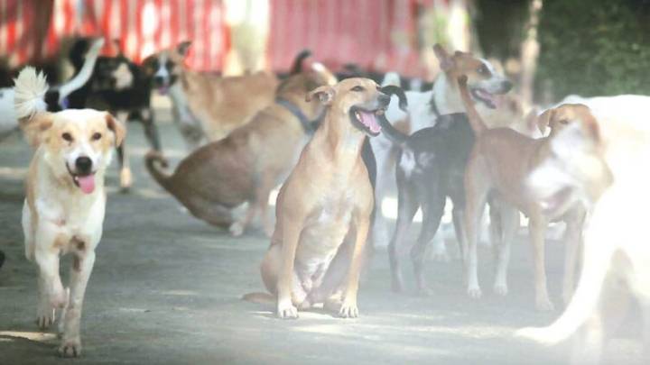 No shelter homes in city, need to build them: BMC on SC order on stray dogs