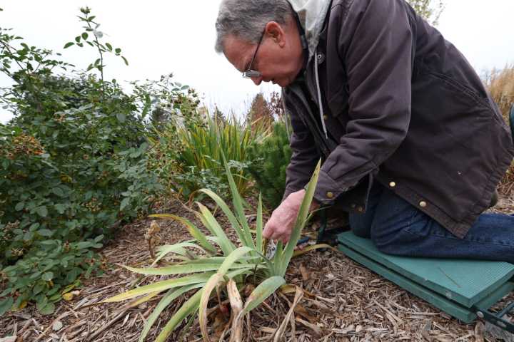 When and how to cut back perennials