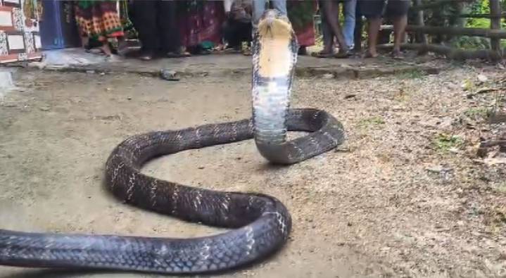 16-foot King Cobra rescued from house in Odisha's Balasore