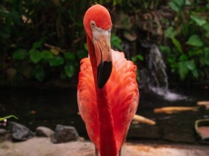 Mango the Victoria flamingo still pretty in pink as he turns 50