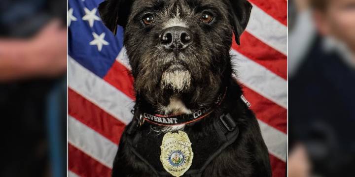 Nashville’s Sgt. Bo, therapy dog who consoled Covenant students, wins national Hero Dog Awards