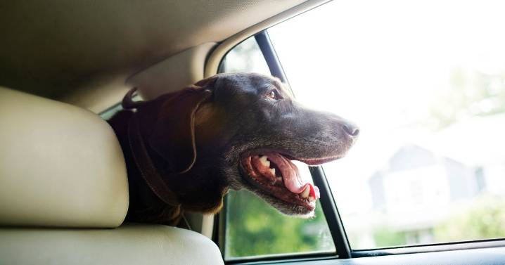 Drivers could be fined £5,000 for having a pet in the car
