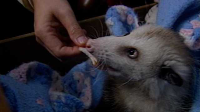 Flea the possum was an adorable mascot at tire store in 1987