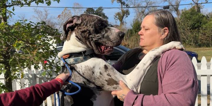 Finding Solutions: Pet therapy helps children in foster care